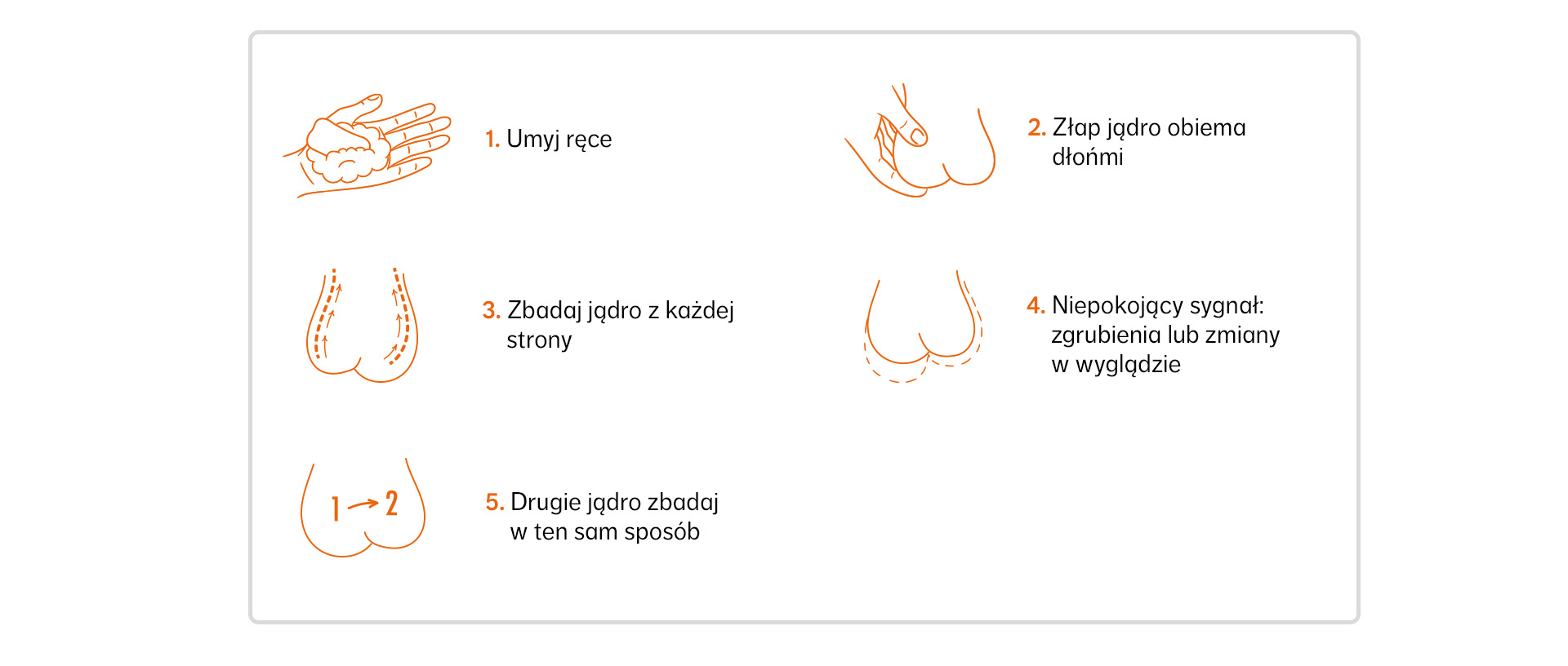 Grafika pokazująca jak prawidłowo wykonać badanie jąder